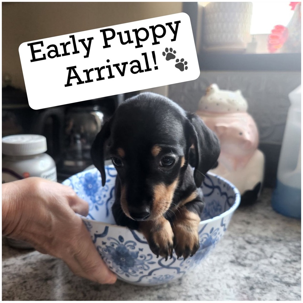 4/26❗️SHOW CANCELLED❗️